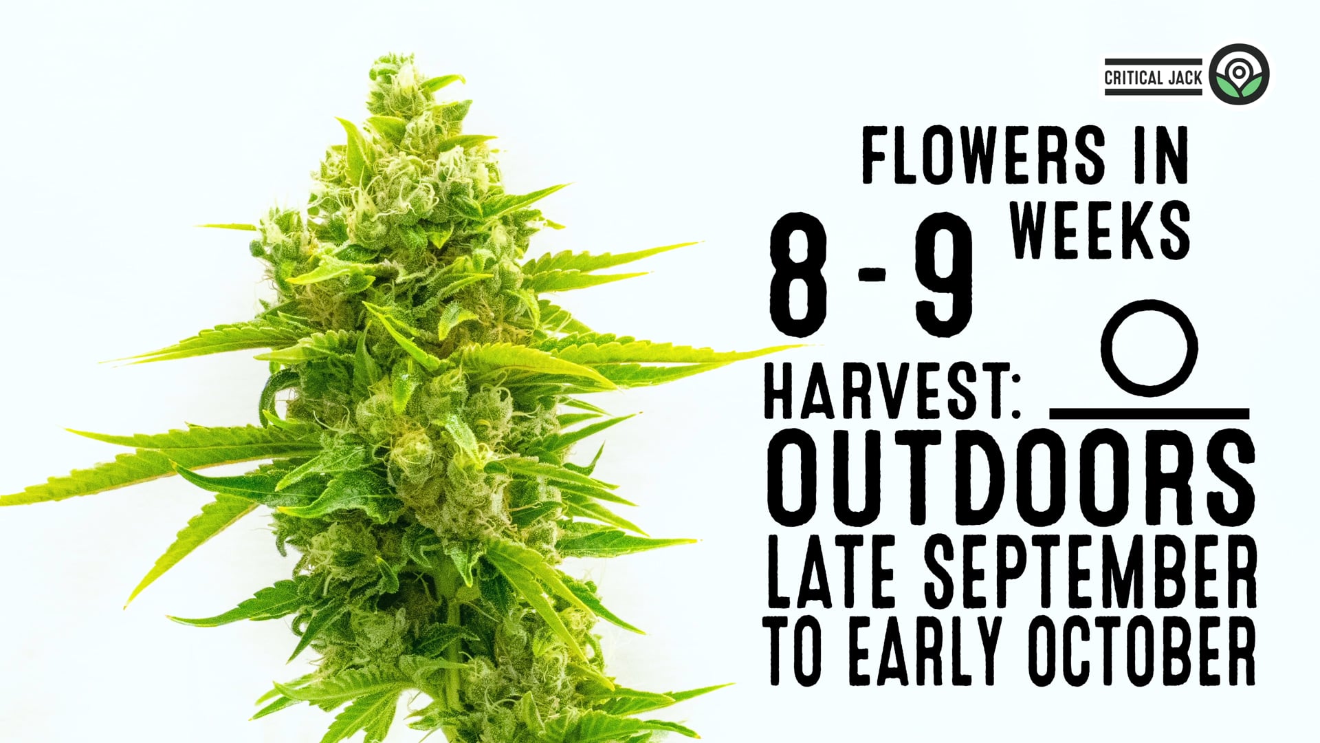 Critical Jack Feminized Cannabis Seeds