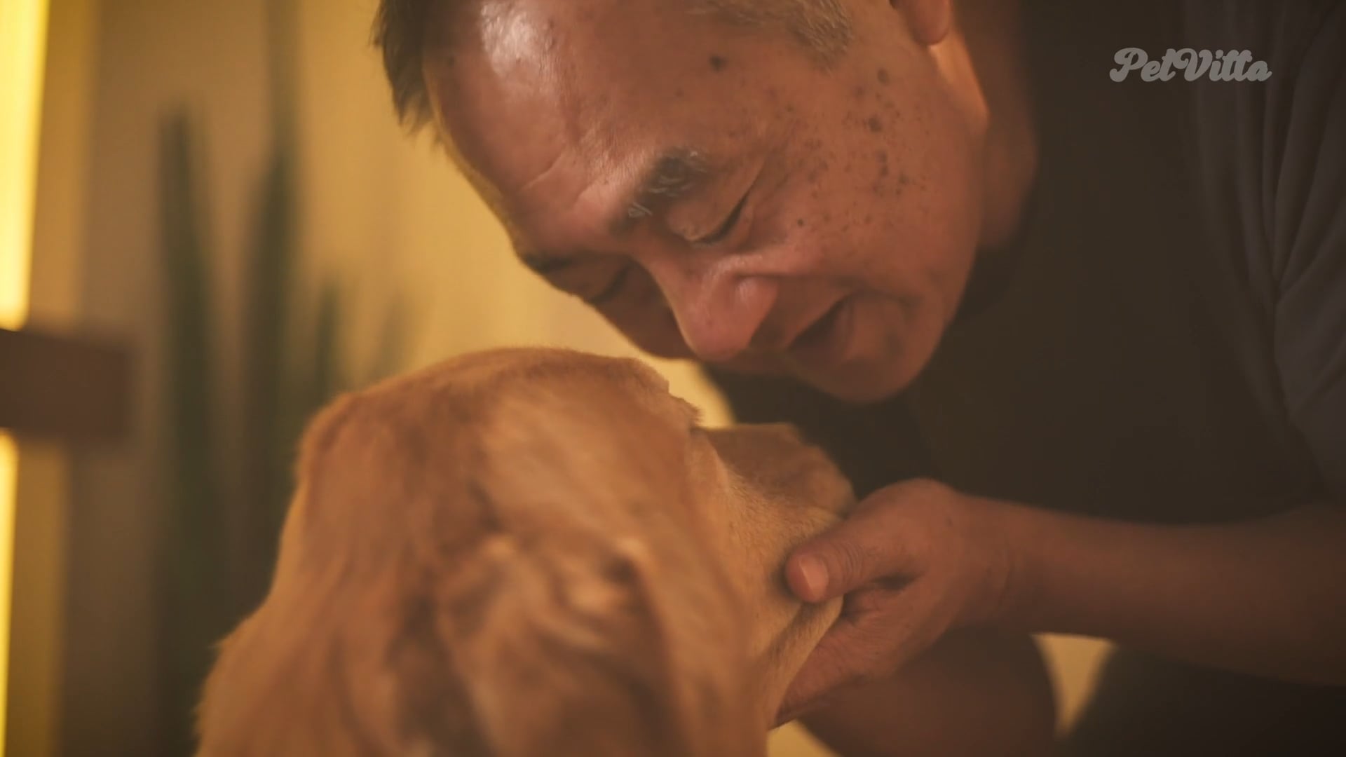 PET VITTA | AMOR DE QUATRO PATAS