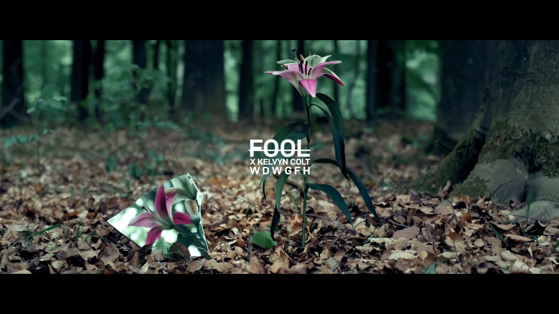 FOOL - WDWGFH (ft. Kelvyn Colt)