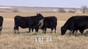 Lot #3A - 23 Angus 3 and 4 year old bred cows