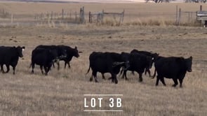 Lot #3B - 12 ANGUS 5 AND 6 YO BRED COWS