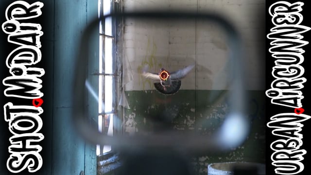 Pigeon Shot In Mid-Flight Sig MCX Midair Shot Airgun Evolution - Airgun101