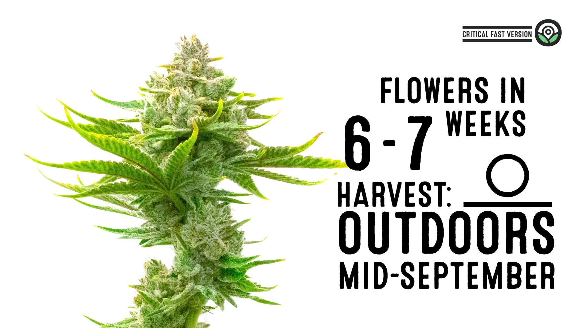 Critical Fast Version Cannabis Seeds