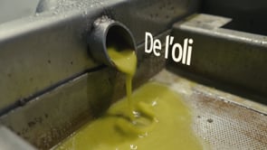 Reportatge de vídeo sobre la oliva arbequina i la Festa de l’oli de Belianes