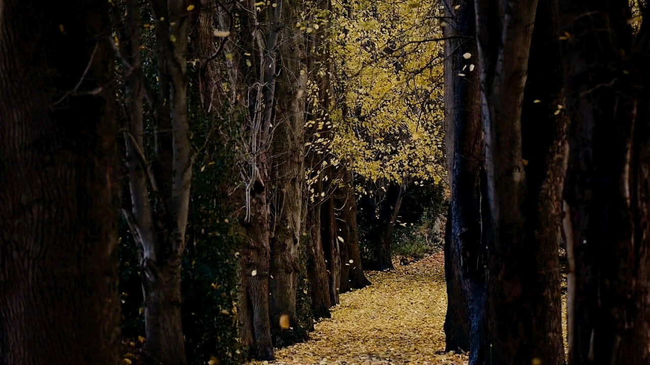 Fall on Vimeo