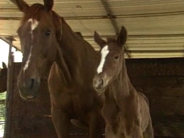 Basic Horsemanship Health Care, Ep2 Part 4