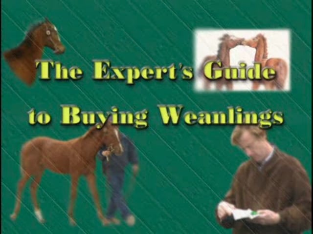 Blood Horse - Guide To Buying Weanlings - Part 1