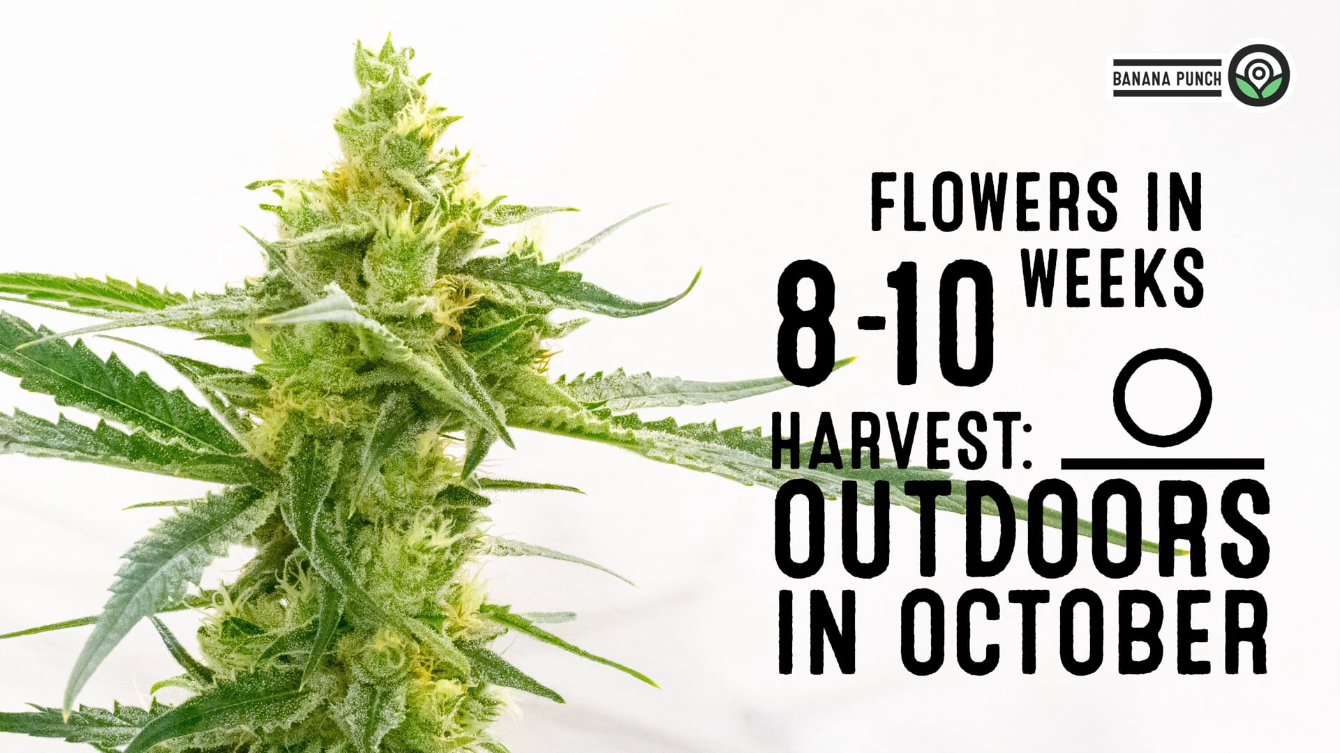 Banana Punch Feminized Cannabis Seeds