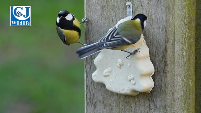 CJ Wildlife Suet Treat Tree