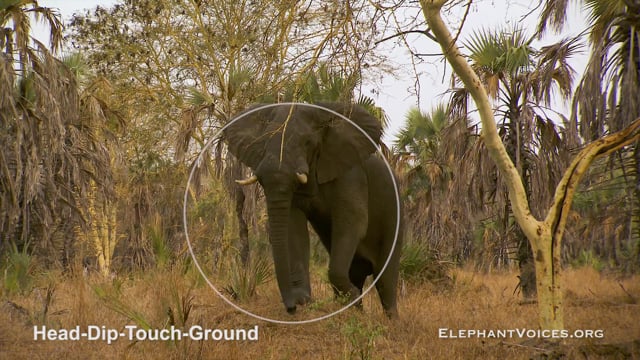 Head-Dip-Touch-Ground. Context: Conflict & Confrontation (8)