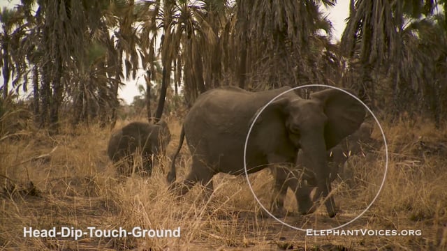 Head-Dip-Touch-Ground. Context: Attacking & Mobbing (1)