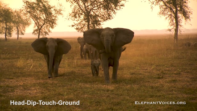 Head-Dip-Touch-Ground. Context: Attacking & Mobbing (2)