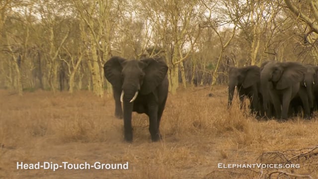 Head-Dip-Touch-Ground. Context: Attacking & Mobbing (3)