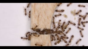 Preview of a Temnothorax ant carrying a nestmate