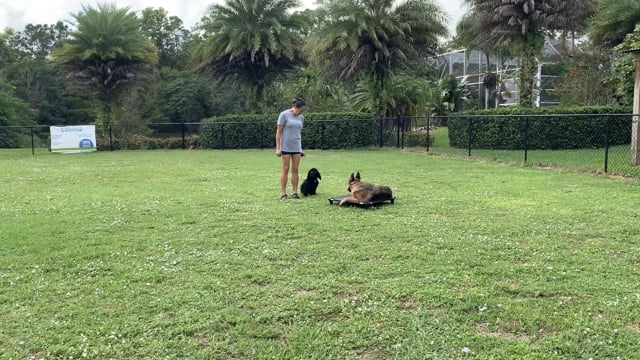 Bella the GSD learning impulse control
