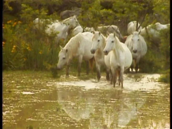 Such is the Real Nature of Horses - Such Is the Real Nature of