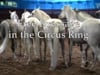 Circus Knie of Switzerland - Part 1