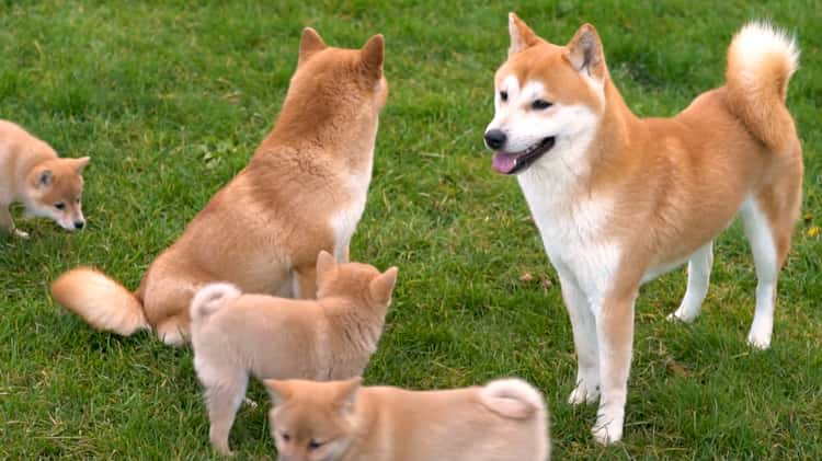 Shiba clearance inu kennel