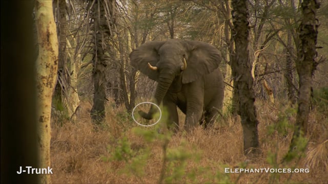 J-Trunk. Context: Attacking & Mobbing (1)