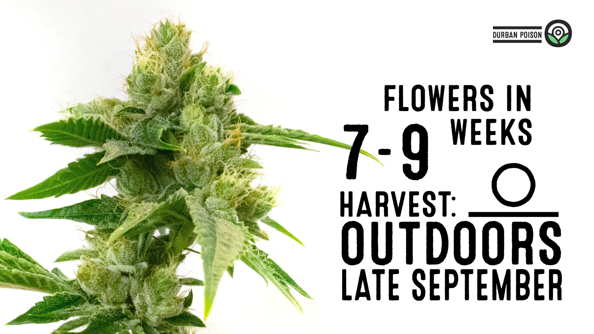 Durban Poison Feminized Cannabis Seeds