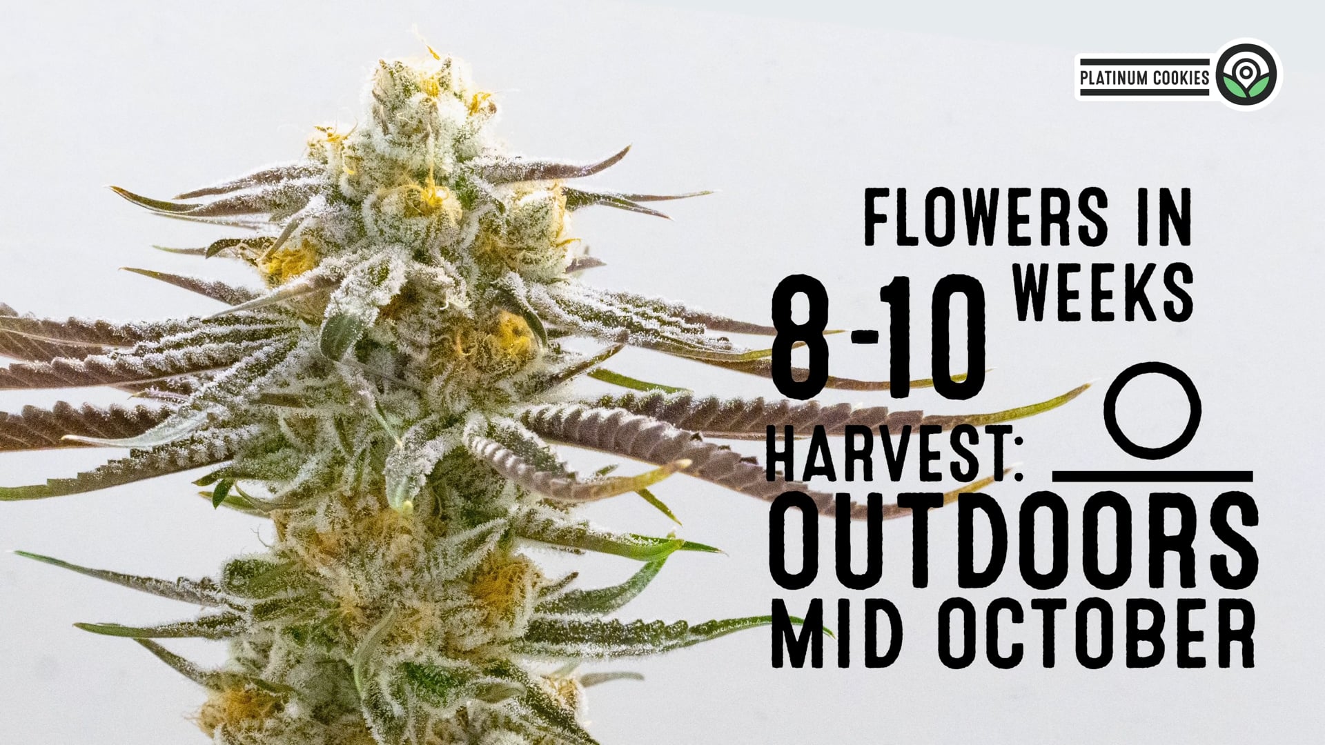 Platinum Cookies Feminized Cannabis Seeds