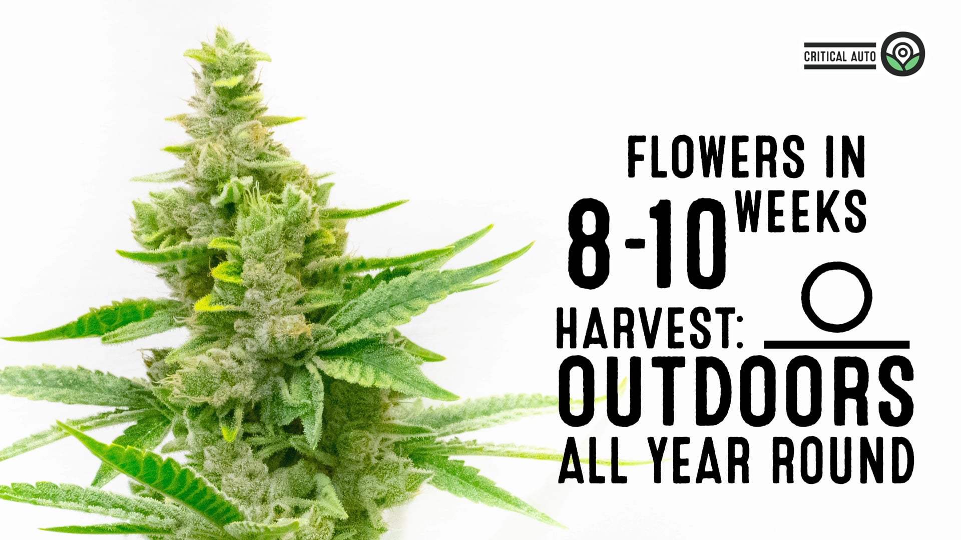 Critical Autoflower Cannabis Seeds