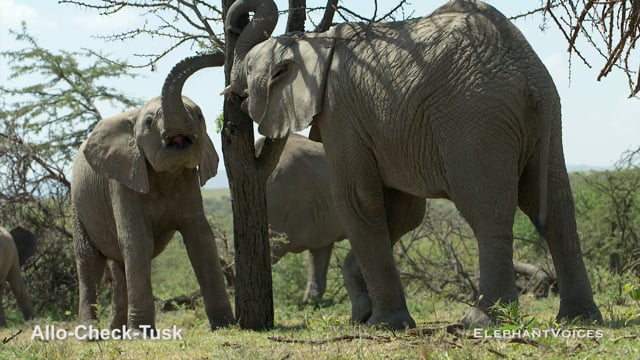Allo-Check-Tusk. Context: Social Play (2)