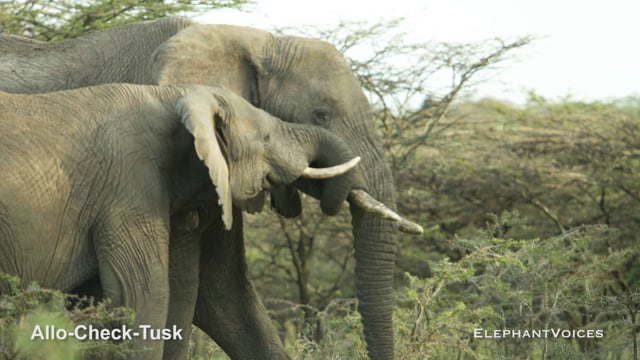 Allo-Check-Tusk. Context: Affiliative (1)