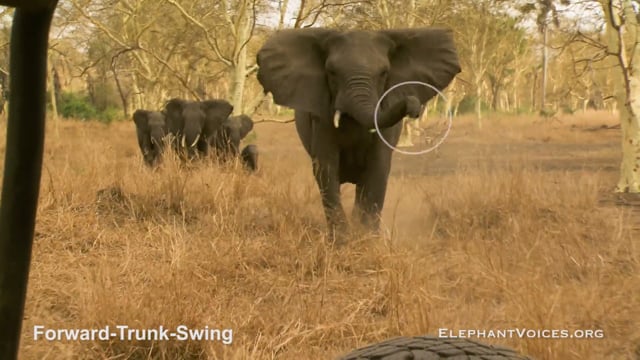 Forward-Trunk-Swing. Context: Attacking & Mobbing (2)