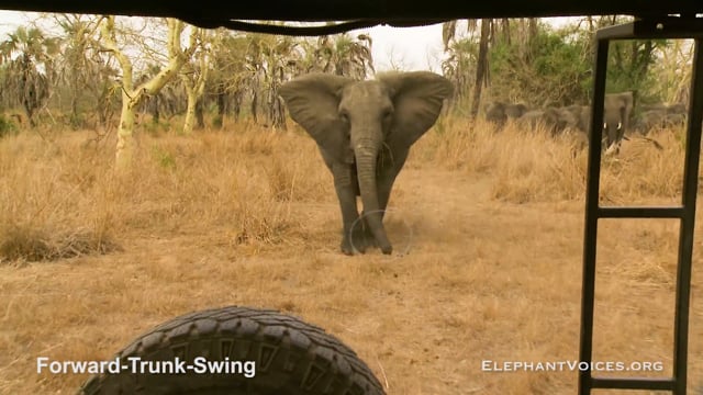 Forward-Trunk-Swing. Context: Attacking & Mobbing (3)