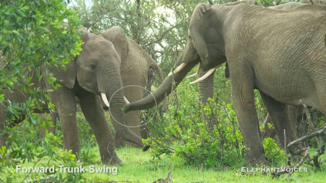 Forward-Trunk-Swing. Context: Aggressive (1)