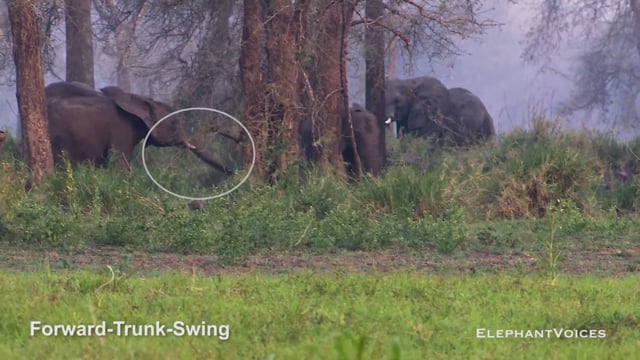 Forward-Trunk-Swing. Context: Social Play (1)