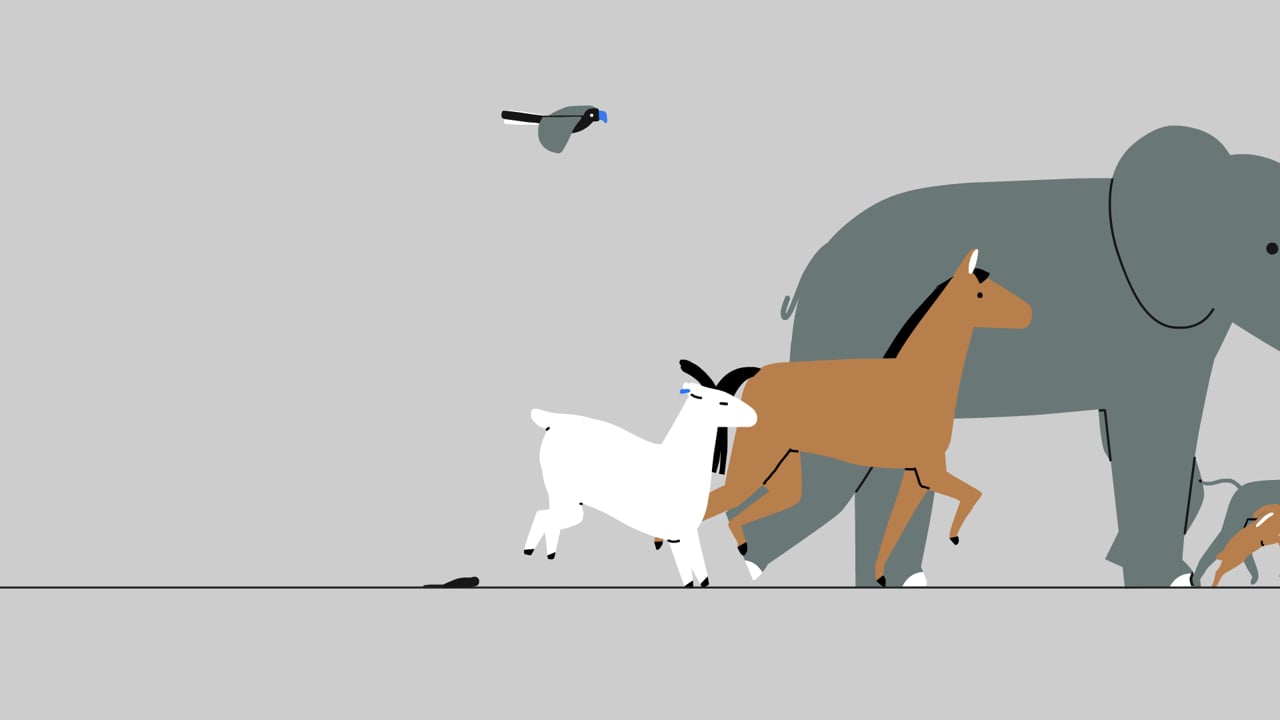 Butterfly Network—iQ Vet