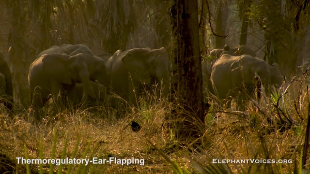 Thermoregulatory-Ear-Flapping. Context: Foraging & Comfort Technique (2)