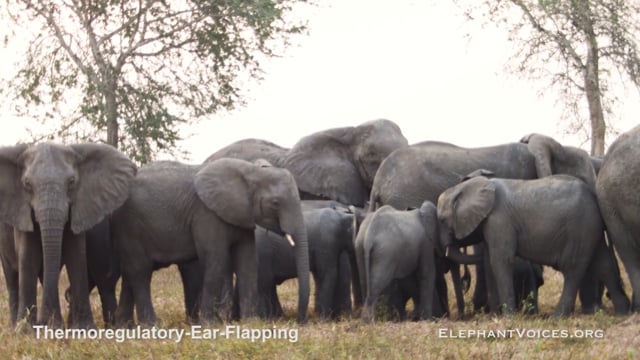 Thermoregulatory-Ear-Flapping. Context: Foraging & Comfort Technique (3)