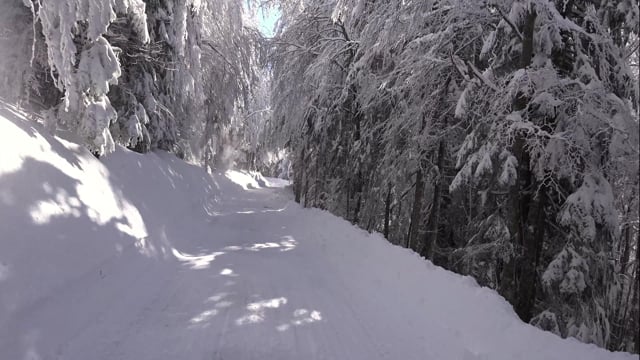 Snow Fir Snowy Trees - Free video on Pixabay