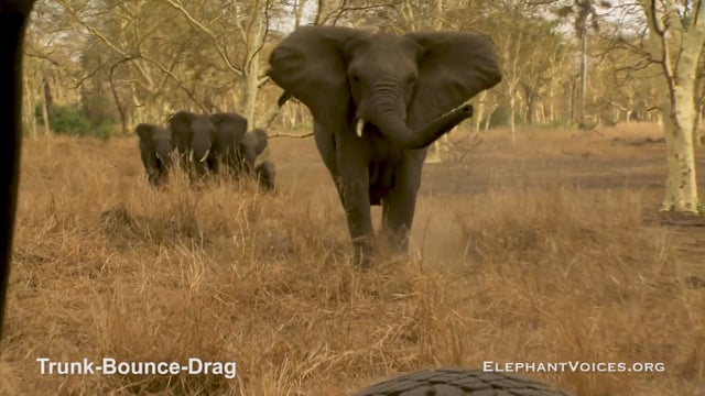 Trunk-Bounce-Drag. Context: Attacking & Mobbing (2)