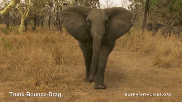 Trunk-Bounce-Drag. Context: Attacking & Mobbing (3)