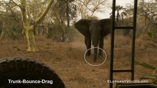 Trunk-Bounce-Drag. Context: Attacking & Mobbing (4)