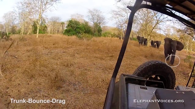 Trunk-Bounce-Drag. Context: Attacking & Mobbing (5)