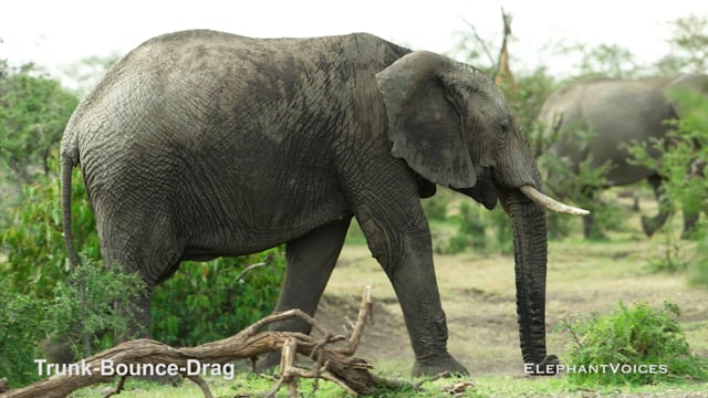 Trunk-Bounce-Drag. Context: Aggressive (1)