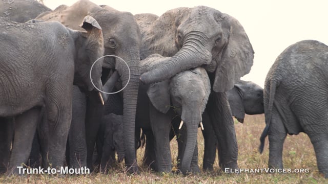 Trunk-to-Mouth. Context: Affiliative (18)