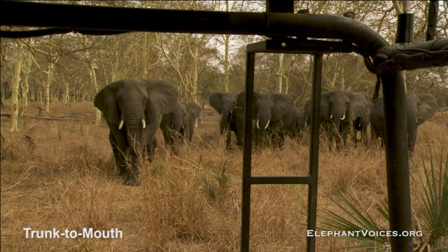 Trunk-to-Mouth. Context: Coalition Building (4)