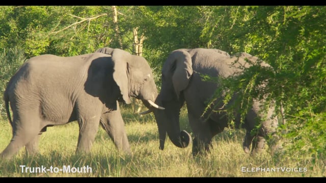 Trunk-to-Mouth. Context: Affiliative (17)