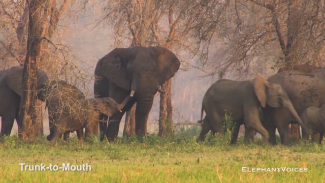 Trunk-to-Mouth. Context: Affiliative (19)