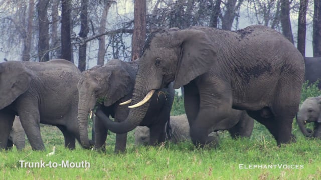 Trunk-to-Mouth. Context: Affiliative (20)