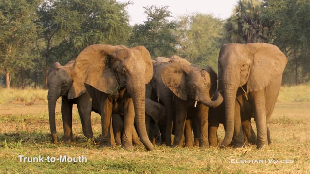 Trunk-to-Mouth. Context: Affiliative (21)