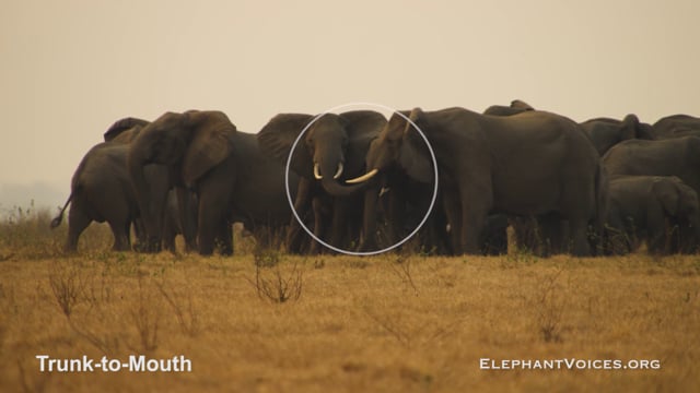 Trunk-to-Mouth. Context: Coalition Building (1)