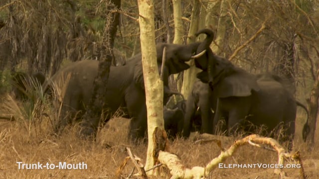 Trunk-to-Mouth. Context: Coalition Building (2)