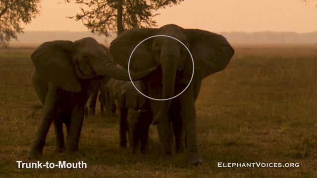 Trunk-to-Mouth. Context: Coalition Building (3)